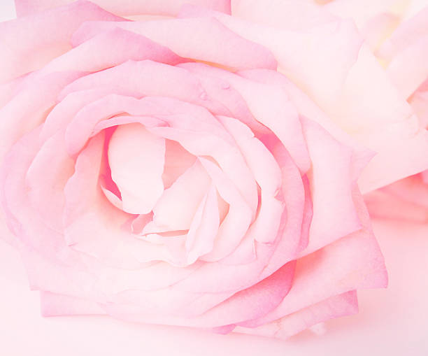 istock Purple Rose soft abstract background. Sweet background flower. 612660744