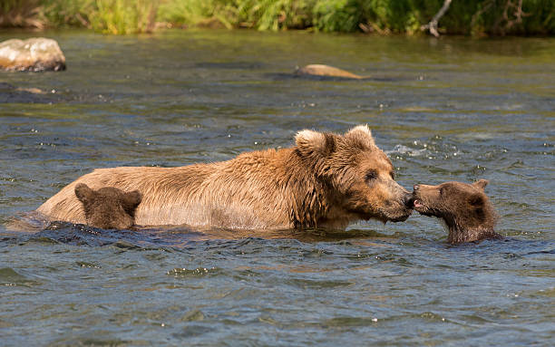 istock Alaskan brown bear sow and cubs 612660824