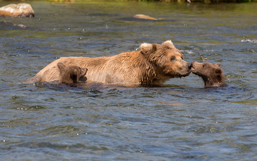 Alaskan brown bear sow and two cubs make their way down the Brooks River in Katmai National Park, Alaska