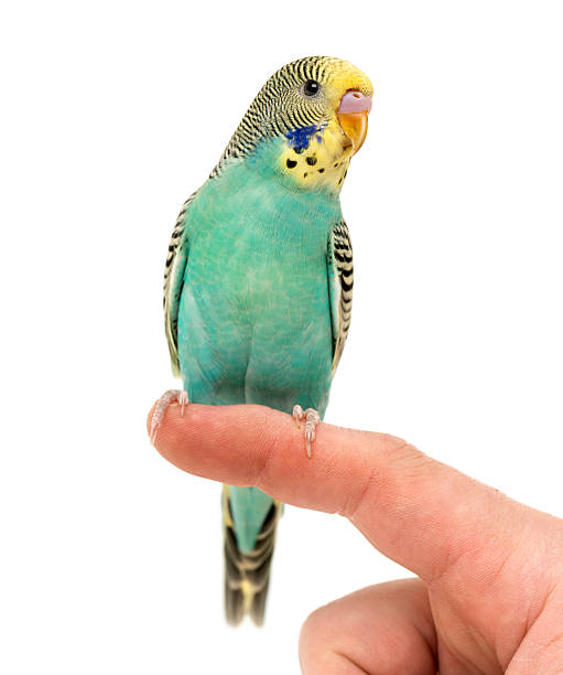 Budgerigar parakeet perched on a finger isolated on white