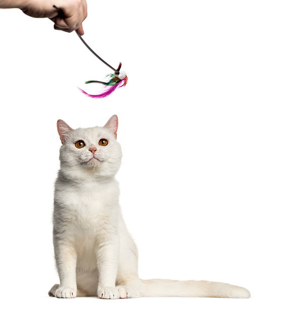 istock British Shorthair playing with a stick toy isolated on white 612661088