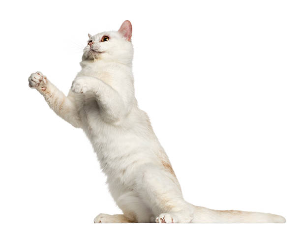 istock Side view of a British Shorthair playing isolated on white 612661500