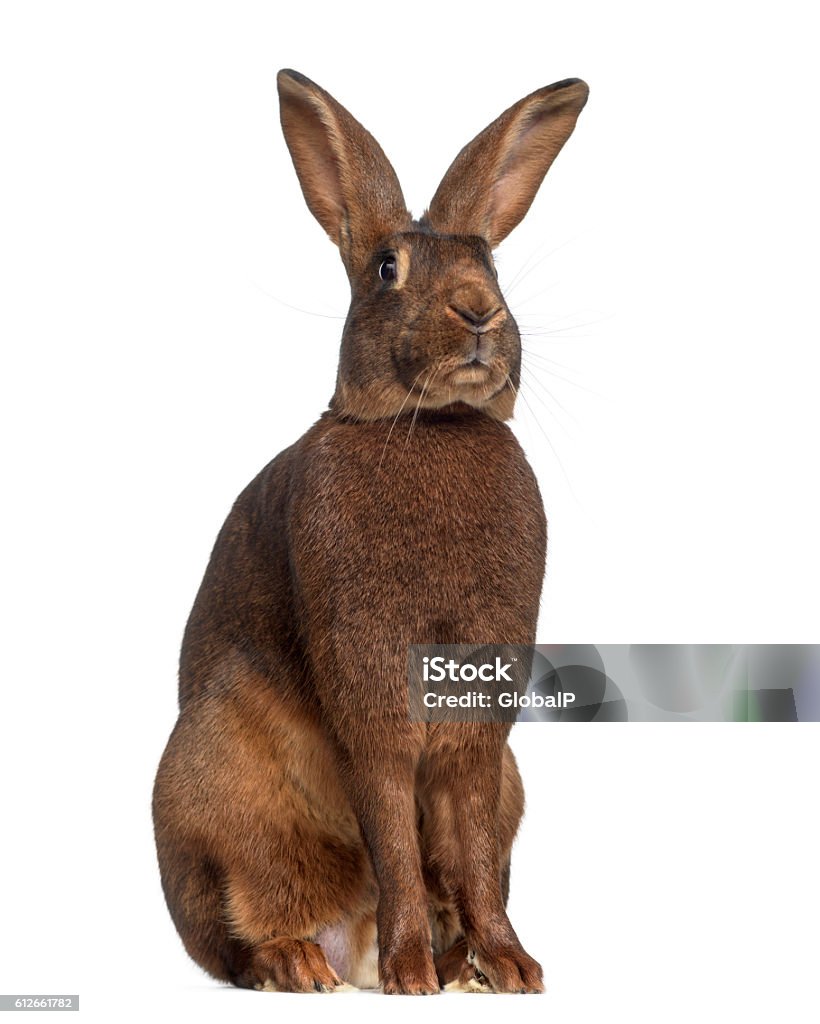 Belgian Hare isolated on white Hare Stock Photo