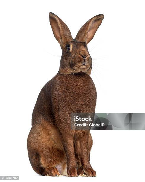 Belgian Hare Isolated On White Stock Photo - Download Image Now - Hare, Animal, Animal Wildlife