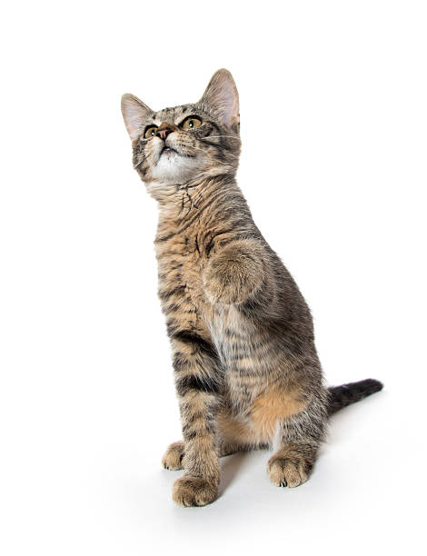 istock Cute tabby kitten on hind legs 612713590