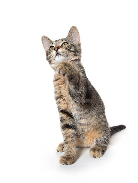 istock Cute tabby kitten on hind legs 612713598