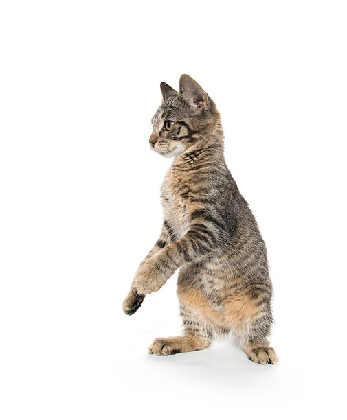 istock Cute tabby kitten on hind legs 612713780