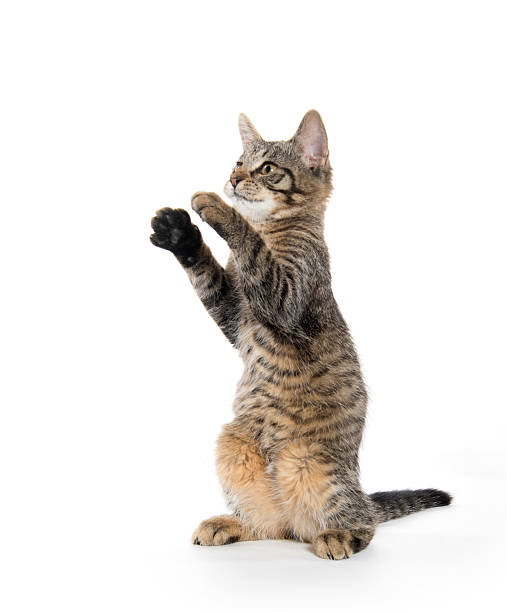 istock Cute tabby kitten on hind legs 612713870