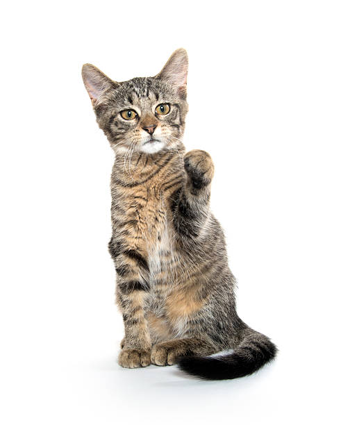 istock Cute tabby kitten on hind legs 612713930