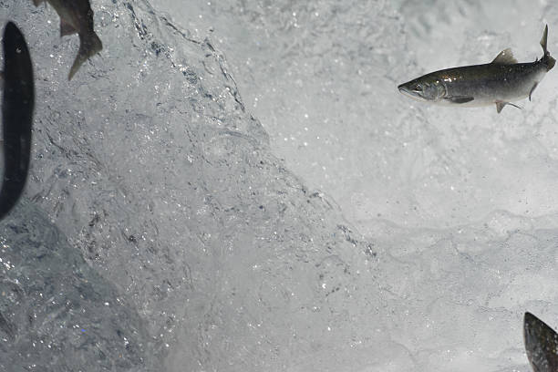 istock Sockeye salmon jumping 612714394