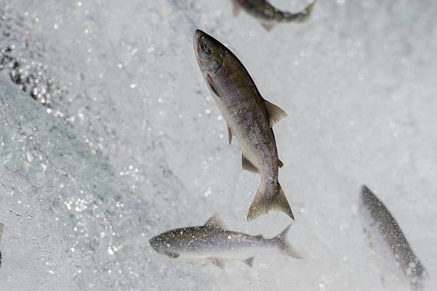istock Sockeye salmon jumping 612714412