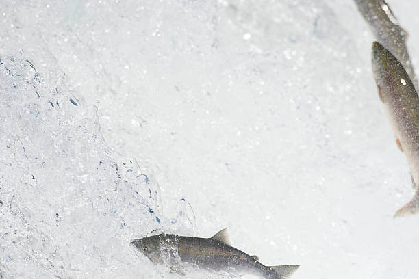 istock Sockeye salmon jumping 612714434