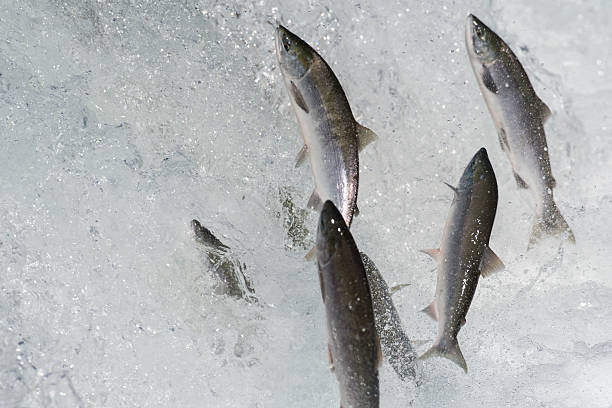 istock Sockeye salmon jumping 612714470