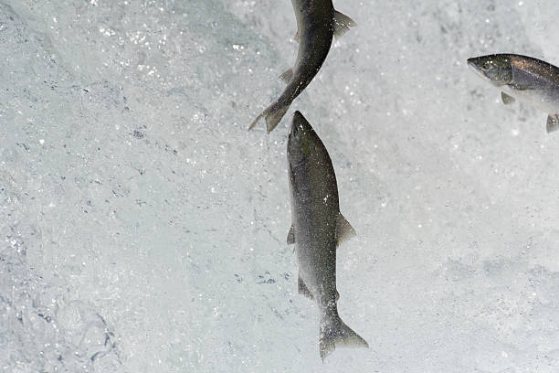 istock Sockeye salmon jumping 612714498