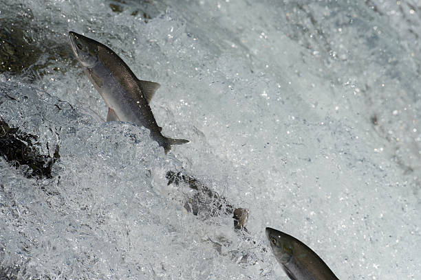 istock Sockeye salmon jumping 612714530