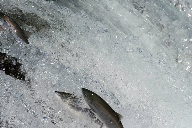 istock Sockeye salmon jumping 612714560