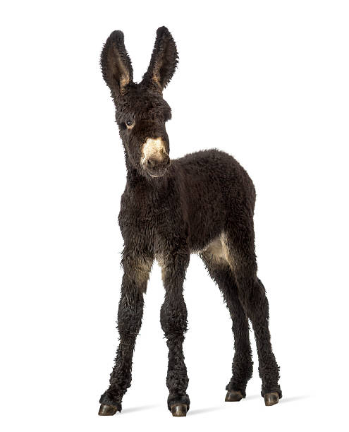 istock Donkey foal, baudet du poitoux facing isolated on white 612714576