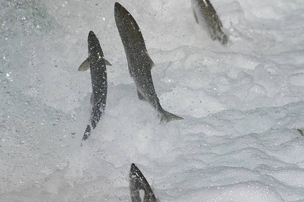 istock Sockeye salmon jumping 612714590