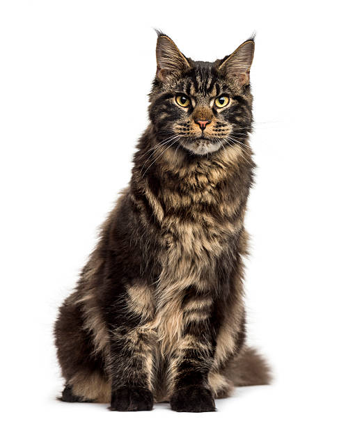 istock Maine Coon sitting isolated on white 612714694