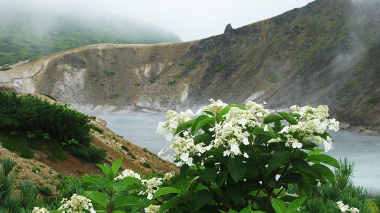 Flowers near steam lake in the crater of Golovnina volcano in Kunashir island, Kurily, Russia
