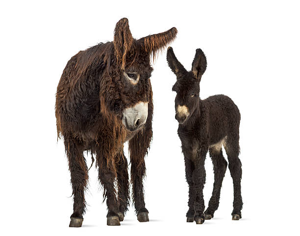 istock Donkey and her foal, baudet du poitoux isolated on white 612715138