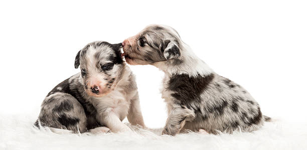 istock Two 21 day old crossbreed puppies playfully licking ear 612715520