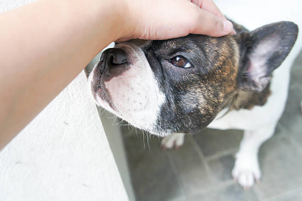 istock Someone is groping a dog, French dog 612716982