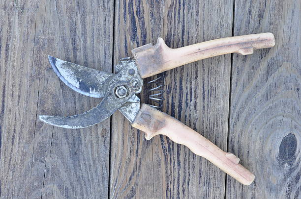 istock Pruner on the background of wood. 612717092