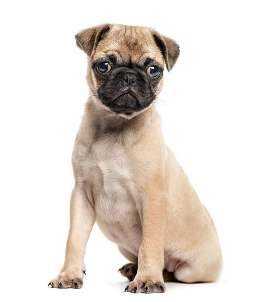 istock Pug puppy, 3 months old, isolated on white 612717106