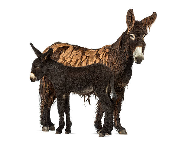 istock Donkey and her foal, baudet du poitoux isolated on white 612717228