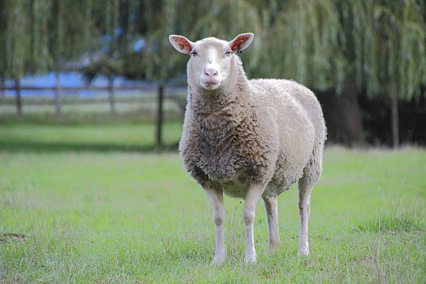 istock Adult Female Sheep or Ewe 612717906
