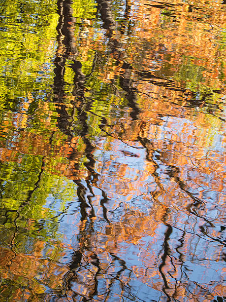 istock autumn trees in the water 612718636