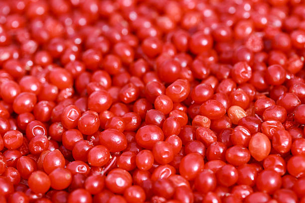 istock red viburnum photo 612719414