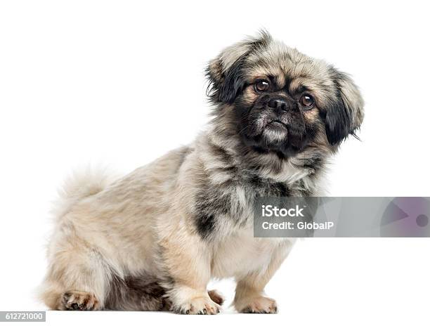 Pekingese 2 Years Old Isolated On White Stock Photo - Download Image Now - Dog, Confusion, Cut Out