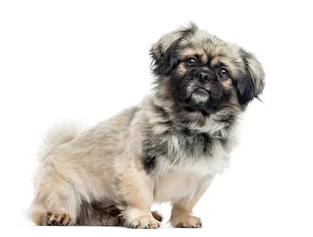 Pekingese, 2 years old, sitting to the side and looking at camera, isolated on white