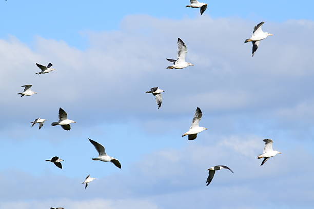 istock Flock of lesser black-backed gulls, Larus fuscus 612721744