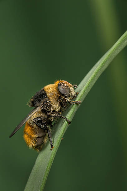 istock Female Narcissus Fly - Merodon equestris 612722052