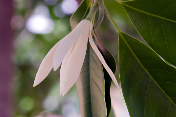 Champaka beautiful and aroma flower on the tree Champaka flower (Also called as Michelia alba champak, Michelia champaca, Magnoliceae hybrid champaka, champak, Magnolia champaka) on the tree with fragrance smell, timber is used for wood working champak stock pictures, royalty-free photos & images