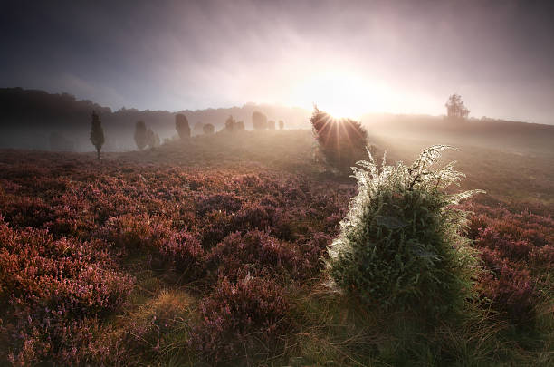 istock foggy sunrise over hills with unipers and heather 612722202