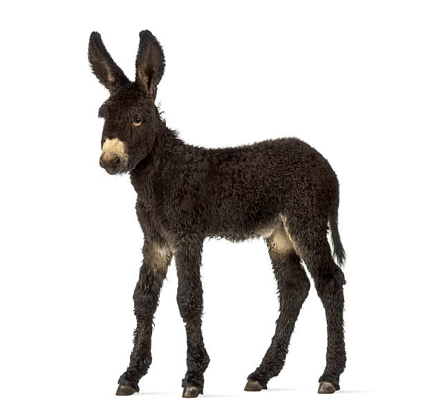 istock Donkey foal, baudet du poitoux isolated on white 612722318