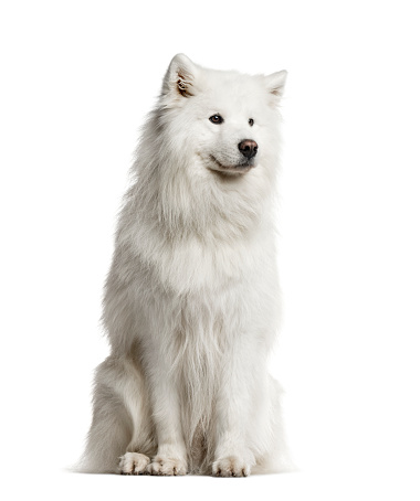 Samoyed, 6 years old, sitting and looking away from camera, isolated on white