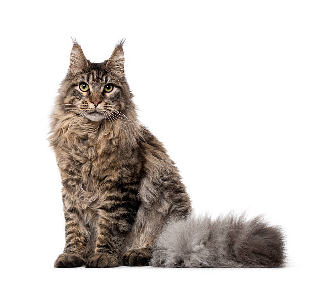 istock Side view of a Maine coon sitting isolated on white 612722582