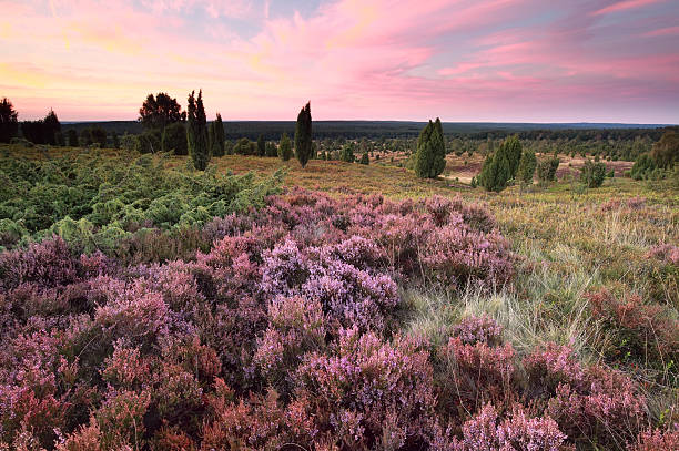pink heather flowers on hills at sunset pink heather flowers on hills at sunset, Wilsede, Luneburger heide, Germany lüneburg heath stock pictures, royalty-free photos & images