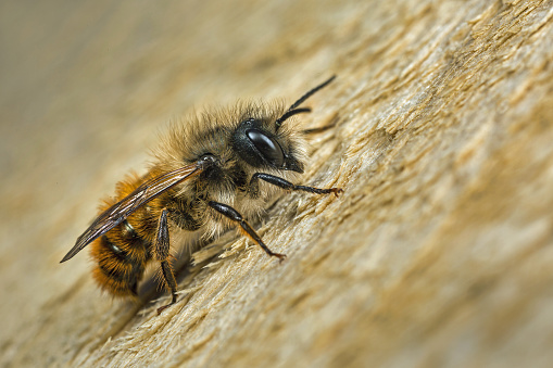 A male Osmia bicornis (Osmia rufa) Mason bee.