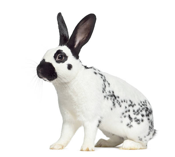 istock Side view of Checkered rabbit isolated on white 612723064