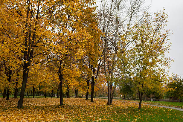istock Fall in the city park 612723626