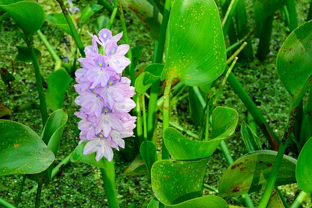 istock Hyacinth purple water lily 612724120