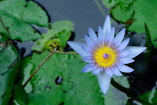 purple and yellow water lily - single flower macro lotus close up imagens e fotografias de stock