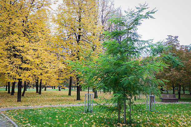 istock Fall in the city park 612724436