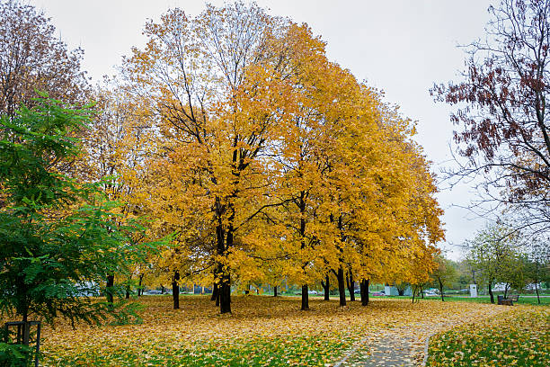 istock Fall in the city park 612724930